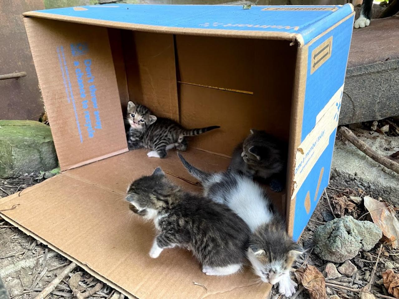 Abandoned baby sale kitten care